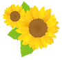 ひまわり