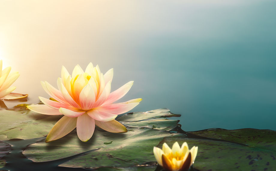 株式会社博善社