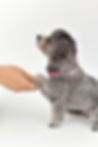 お手をする犬