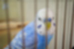 カゴの中のインコ