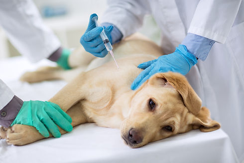 注射を受ける犬