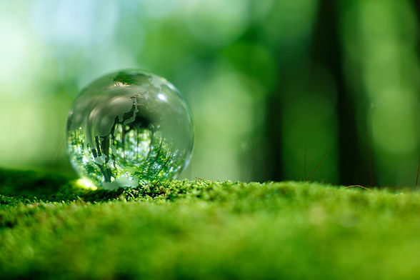 ガラス珠の地球の中の林