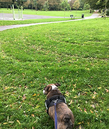 Solo walks with Bolton Dog walker. Small dogs