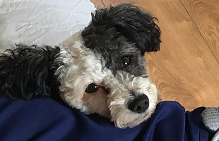 Pet sitter in Bolton