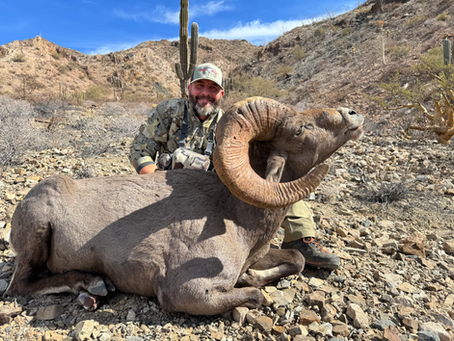 Desert Bighorn Sheep Hunts Prices Explained