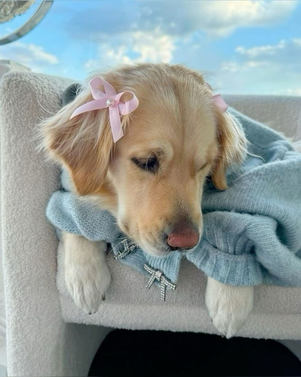 Puppy yoga -   23 август 12:50  