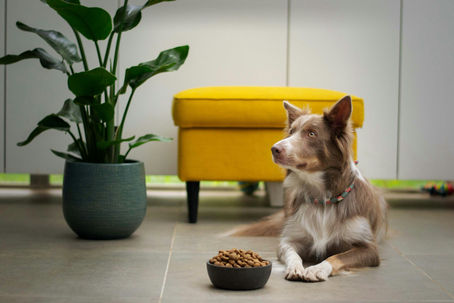 Pourquoi vous auriez plutôt intérêt à limiter les glucides dans l'alimentation de votre chien/chat ?