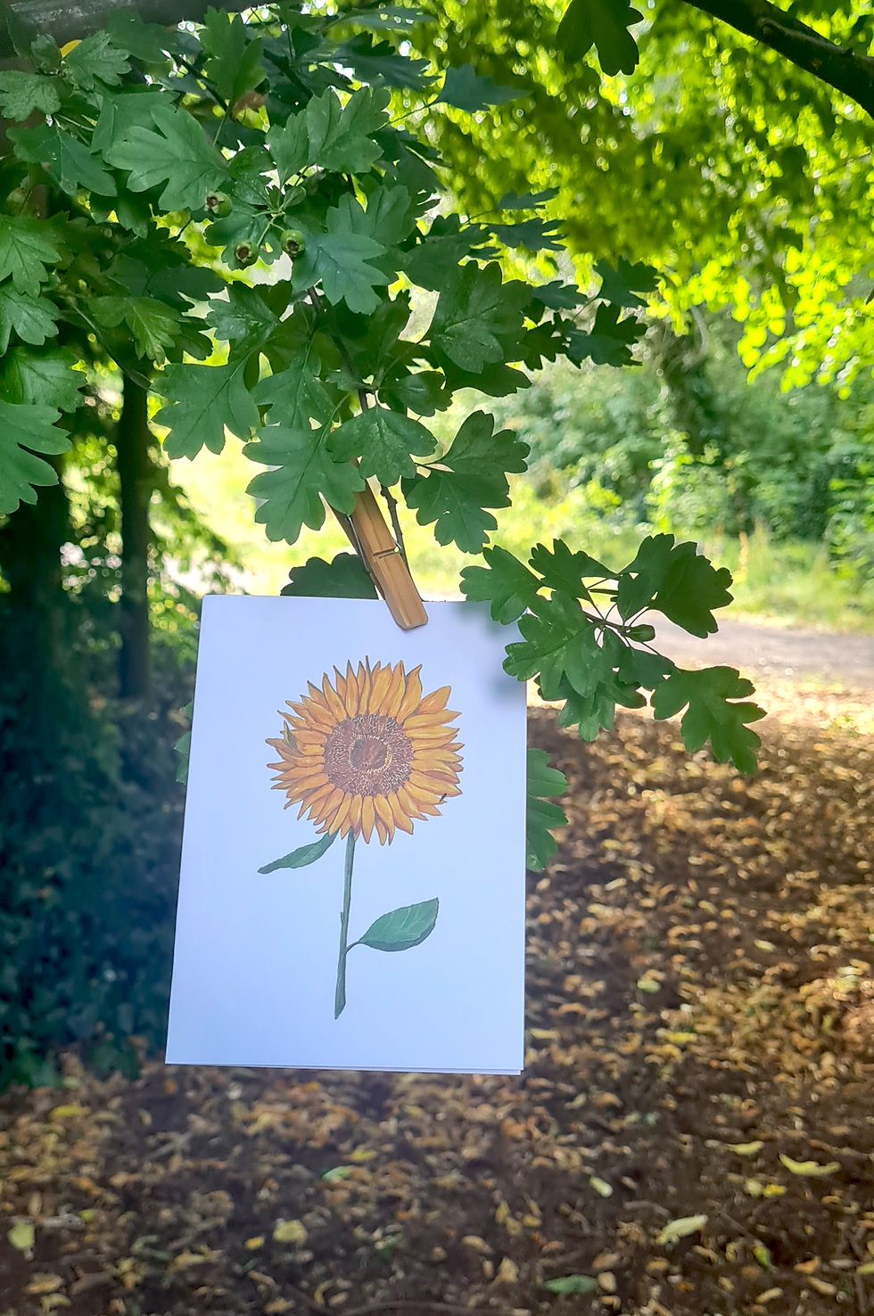 Thumbnail: Sunflower, yellow, A6 greeting card with envelope