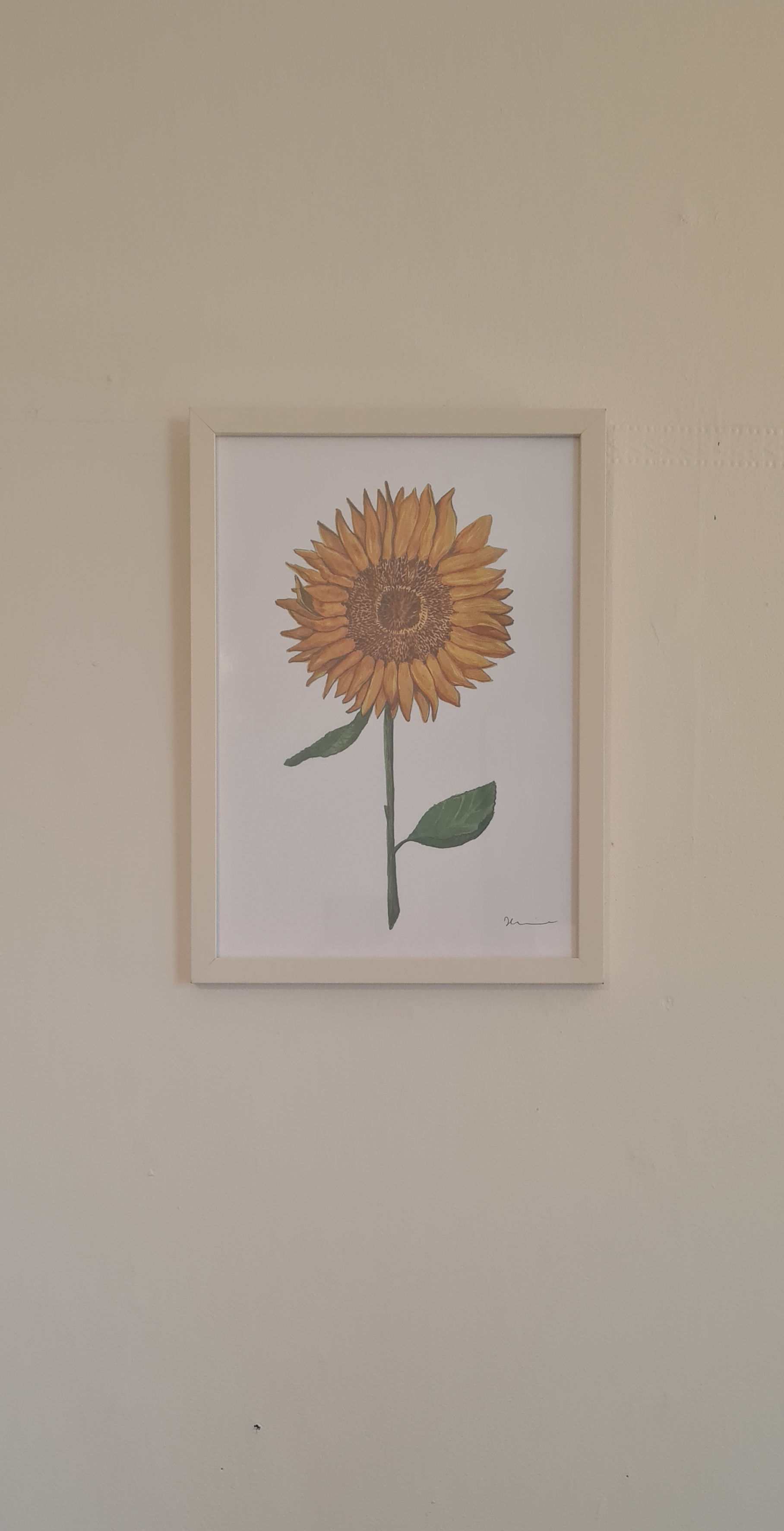 Sunflower, watercolour botanical illustration, A4 Print