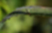 grass-8015829_1280.jpg