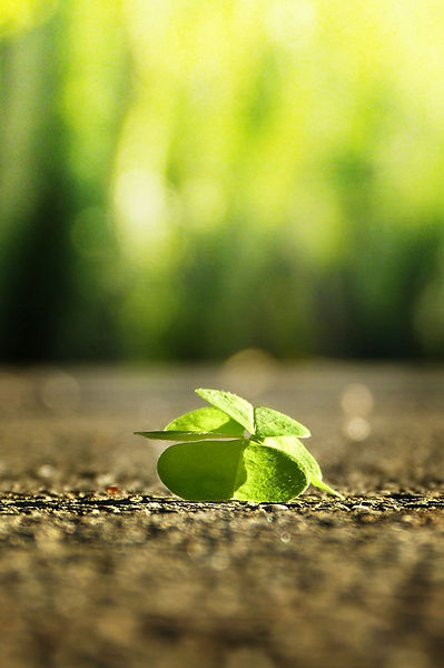 four-leaf-clover-3336774_1280.jpg