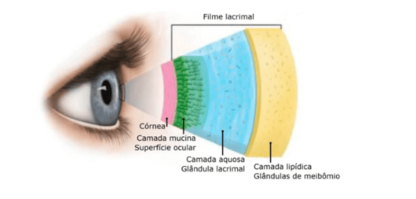 Composição da Lágrima: as partes principais da lágrima são: camada mucina, camada aquosa e camada lipídica. A camada de mucina é produzida pelas células da superfície ocular, a camada aquosa é produzida pela glândula lacrimal e glândulas acessórias, e a parte lipídica é produzida pelas glândulas de meibomio.