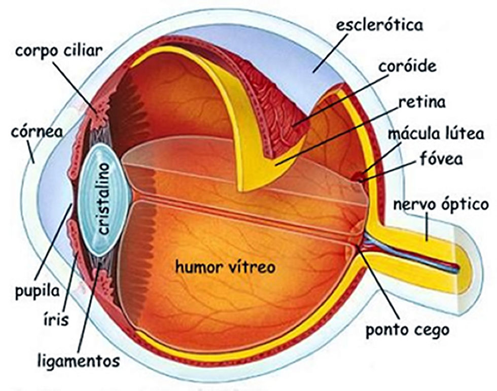 Diagrama mostrando como é o olho humano por dentro.