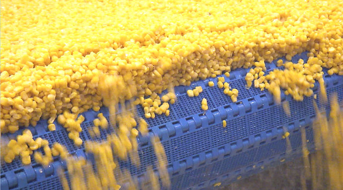 blanched sweet corn kernel