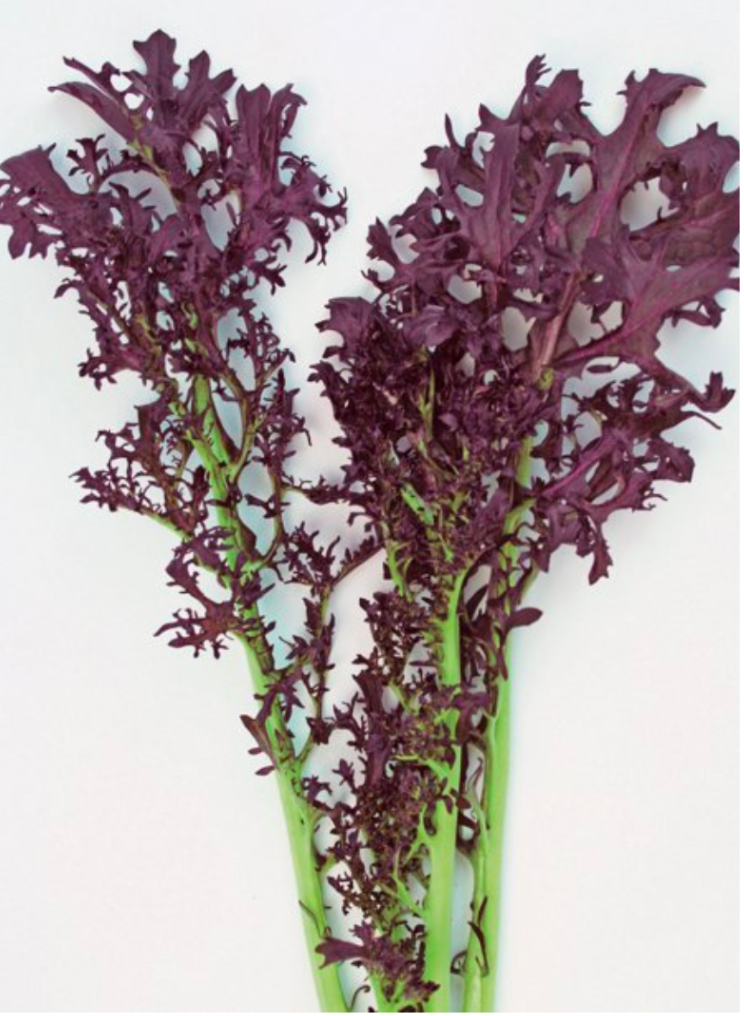 winter crops, cold crops for winter production in greenhouses