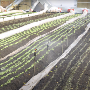 Comment établir une bonne stratégie d’irrigation en serre?