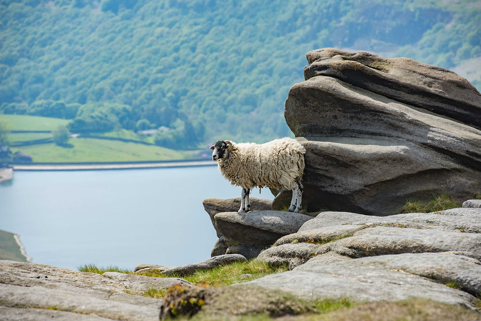 A female sheep on the edge of the hill warming up on heated boulder, Kinder Scout north face. Peak District