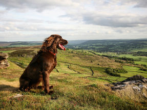 The Best Dog-Friendly Stays In The Peak District For Walks, Pub Stops & Muddy Paws