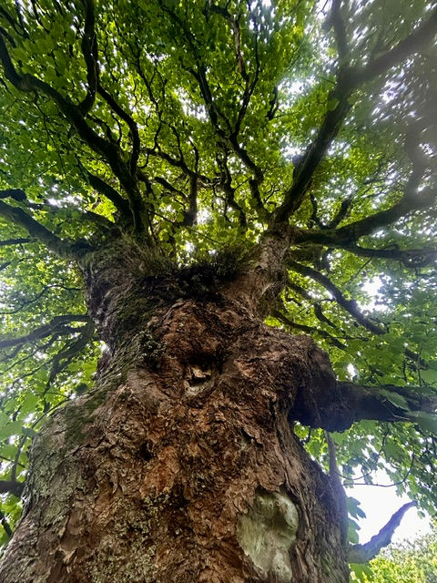 Hollybush-veteran-oak-canopy.jpeg