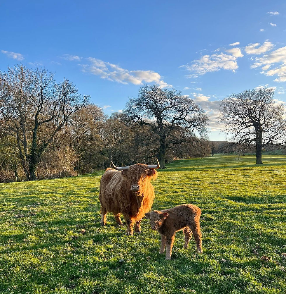 Highland cow and calf stand in a sunlit grassy field under a blue sky with bare trees, calm and pastoral.