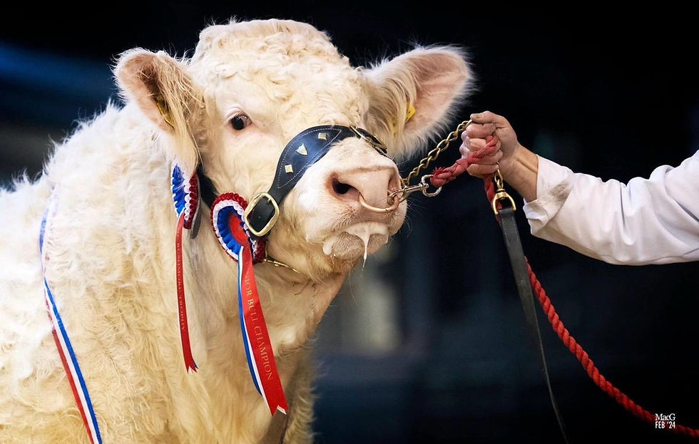 Pedigree award-winning Charolais bull at Church Lane Farm, Cox Brothers, in Great Longstone
