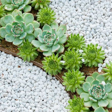 Decorative Garden Stone Ideas for Modern Noosa Homes