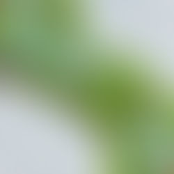 Decorative Garden Stone Ideas for Modern Noosa Homes