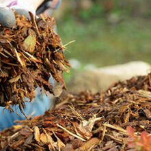 Which Mulch is Best?