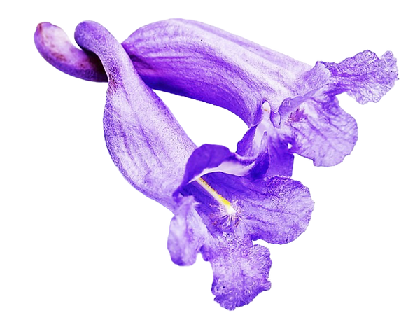 Lisbon International Advertising Awards flower