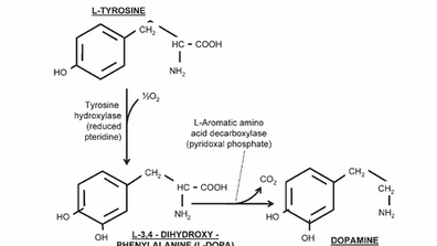 La Historia de la Levodopa: Un Viaje que Revolucionó el Tratamiento del Parkinson