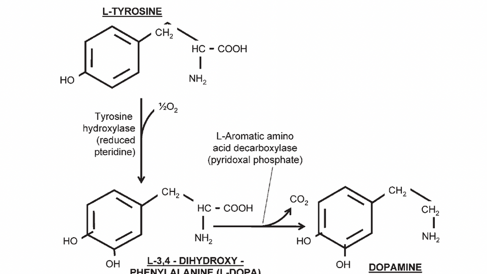 La Historia de la Levodopa: Un Viaje que Revolucionó el Tratamiento del Parkinson
