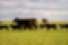 2024DucheneauxRanch-25.jpg