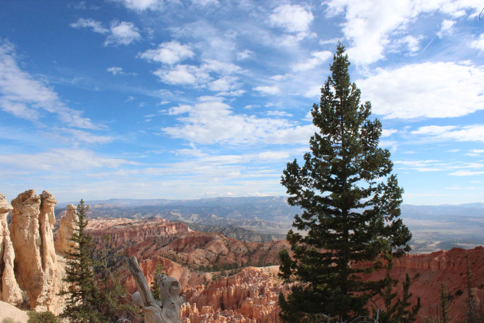 Bryce