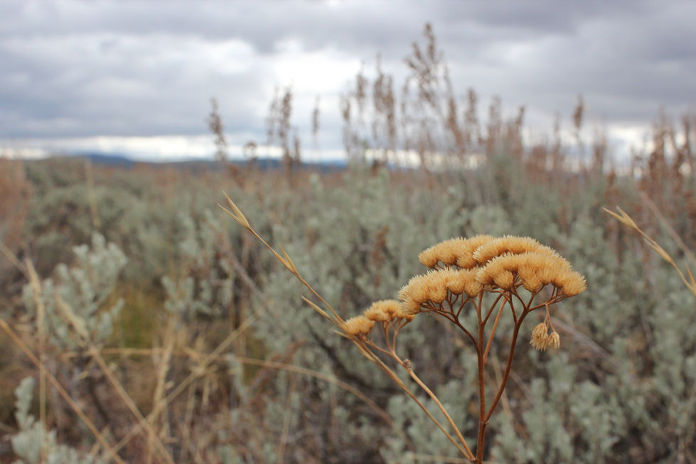 Tetons