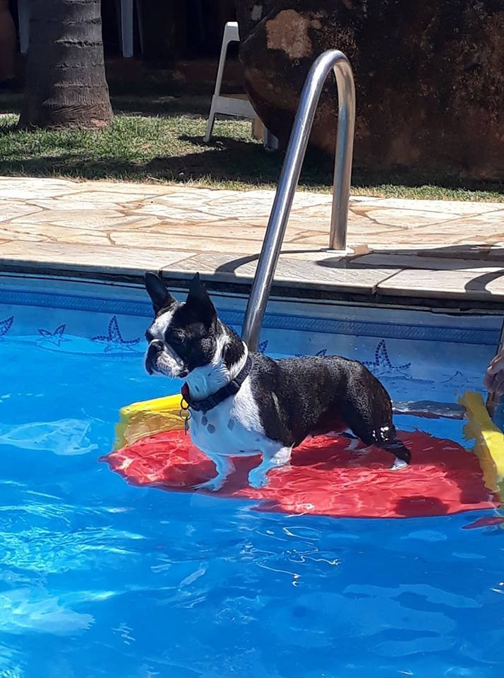 plataforma save dog - saída da piscina para cachorro