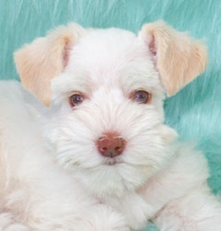 Cream Wheaten (Brown Nose) 1.jpg