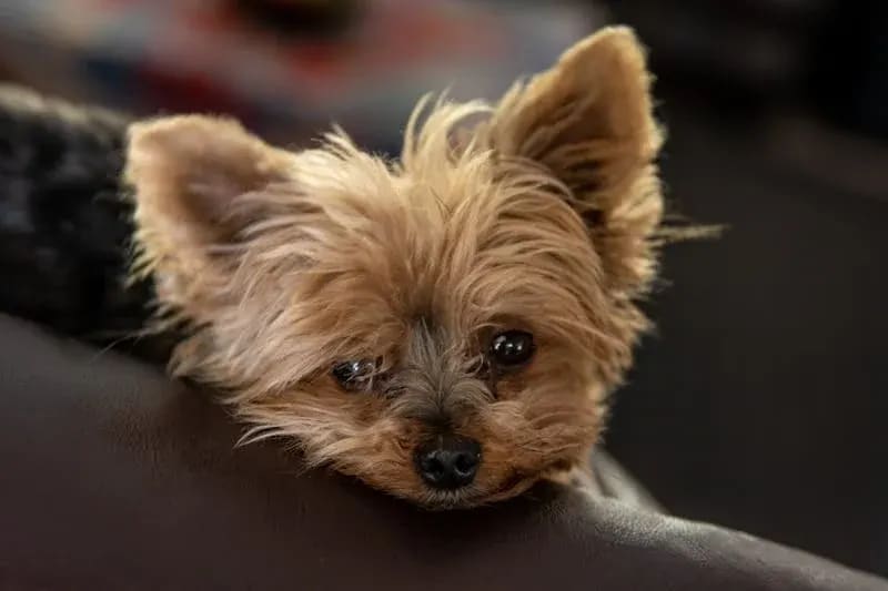 Benefits of Buying Puppies from Responsible Breeders