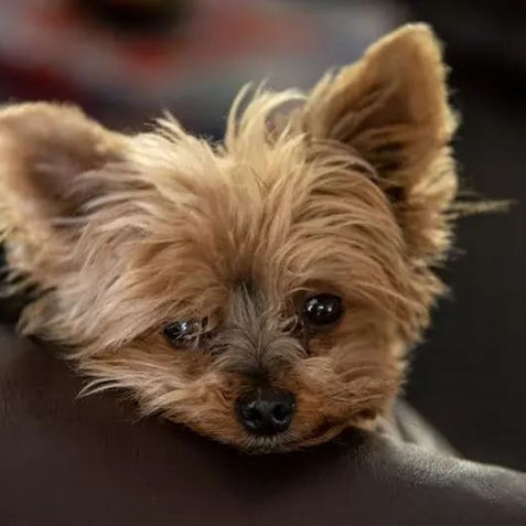 Benefits of Buying Puppies from Responsible Breeders