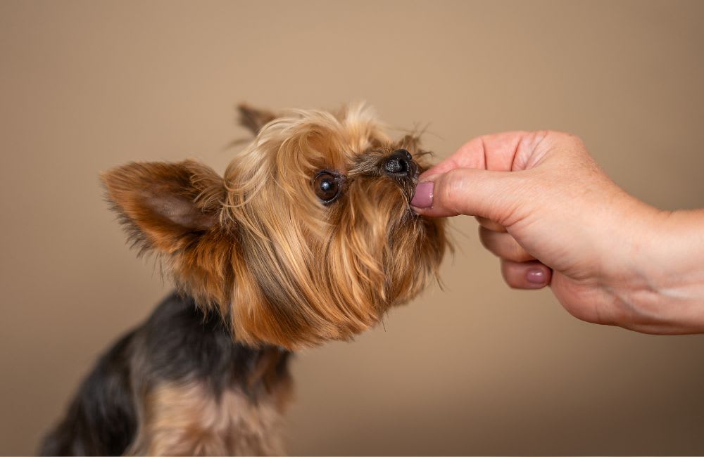 Luxurious Homemade Dog Treats for Your Beloved Pet