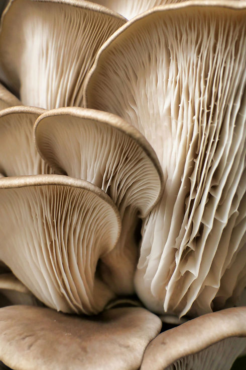 mushroom-img-1