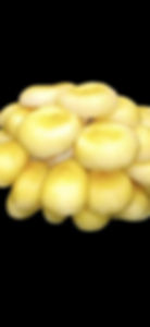 Thumbnail: Mushroom Liquid Culture Syringes 8 Pack