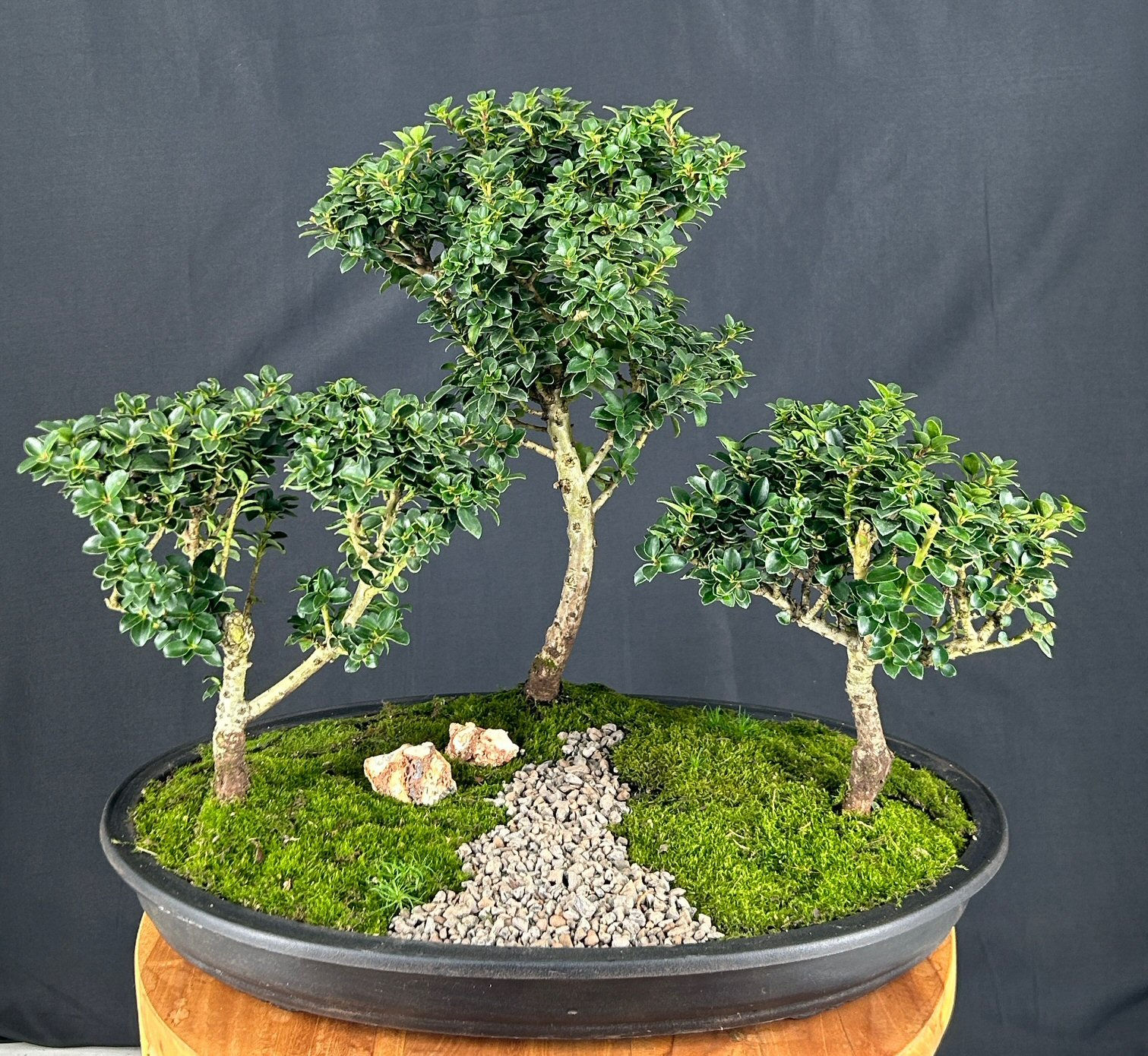 Japanese Dwarf Pagoda Holly Three Tree Forest G...