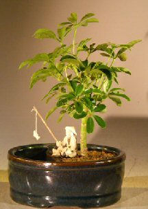 Hawaiian Umbrella Bonsai Tree Land/Water Pot