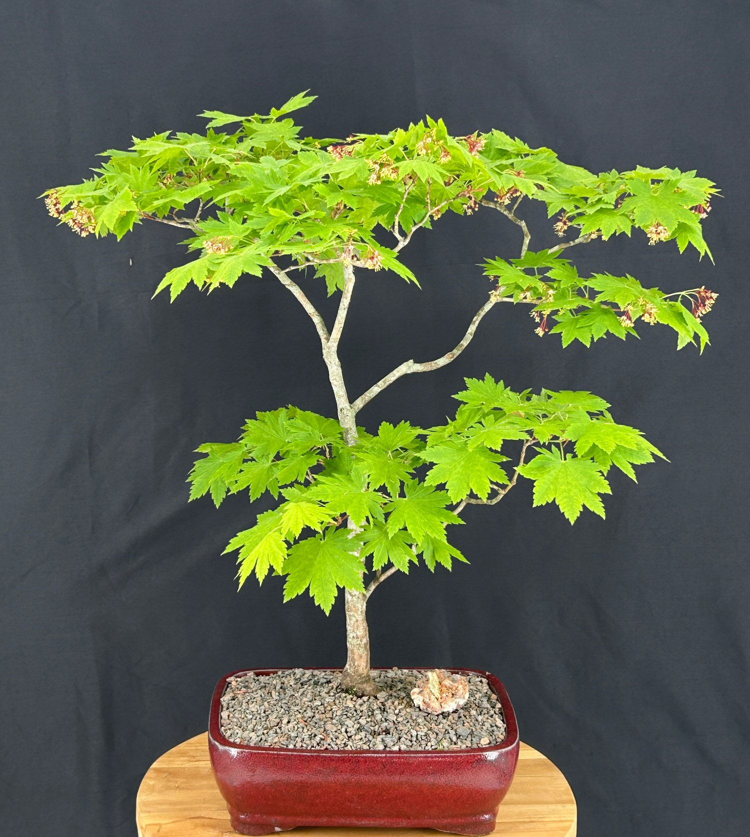 Korean Maple Bonsai Tree (Acer pseudosieboldianum)
