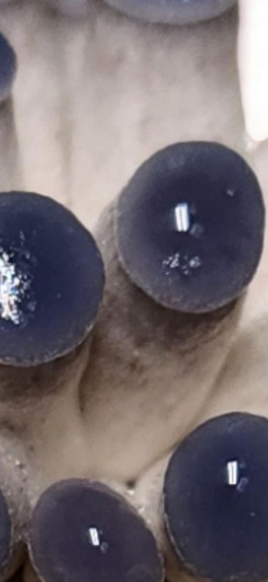 Thumbnail: Mushroom Liquid Culture Syringes 8 Pack