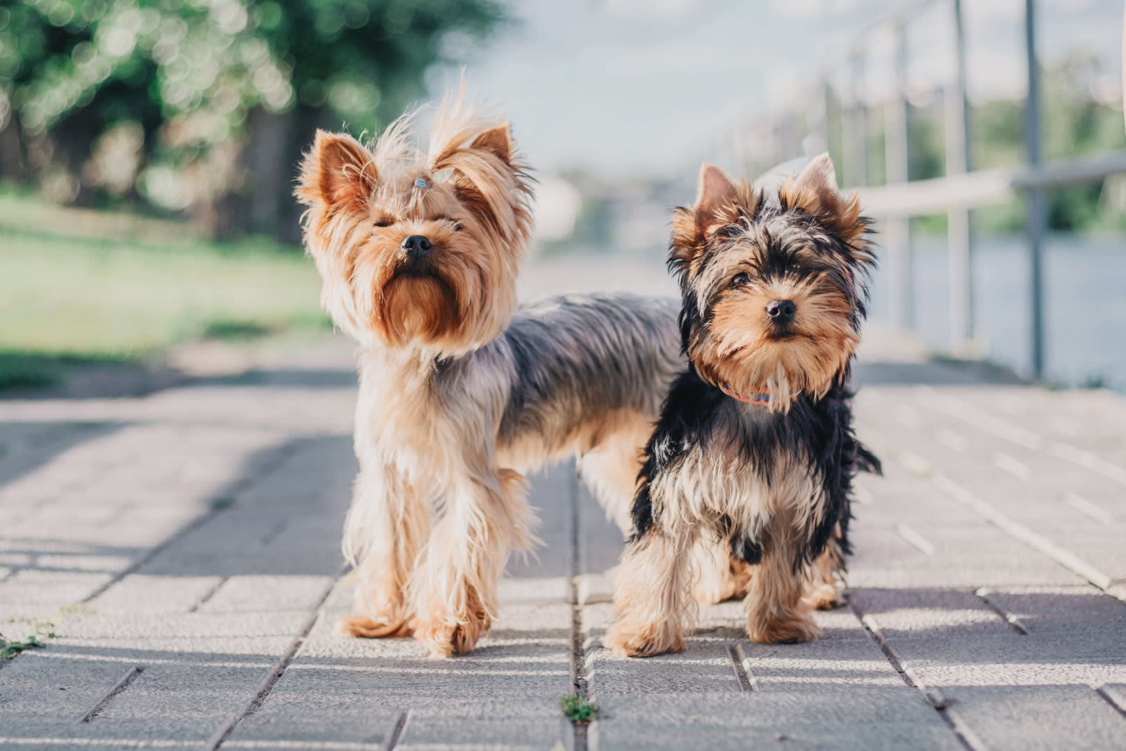 How to care for your yorkie puppy