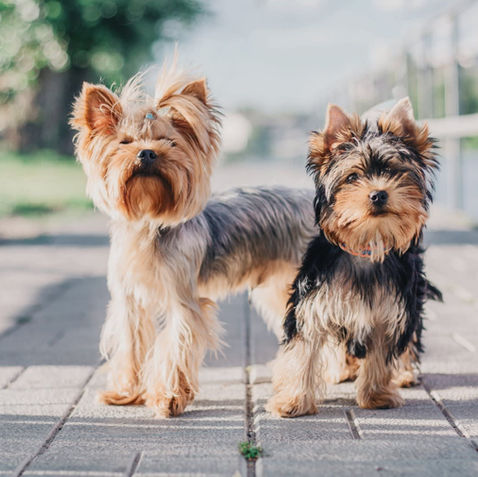 How to care for your yorkie puppy