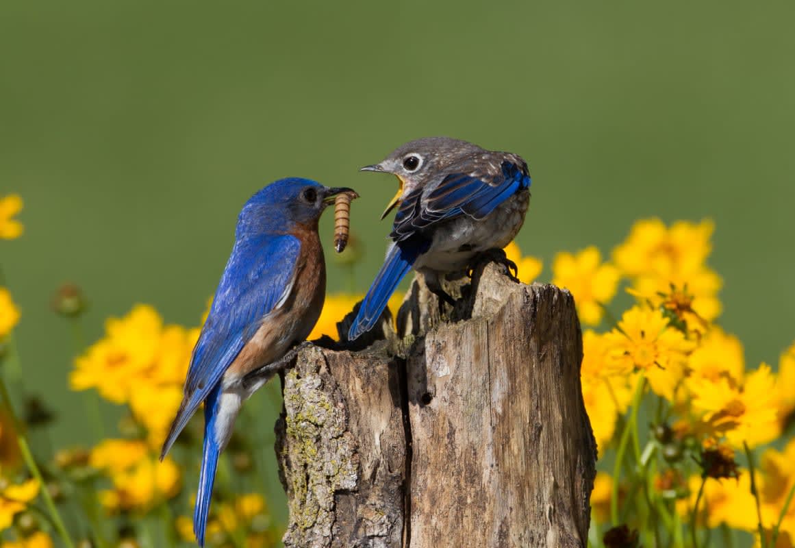 How to Attract Bluebirds: Native Plants for Your Garden
