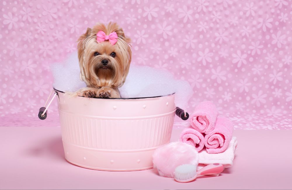 Caring for Your Small Breed Puppy's Coat: Do's and Don'ts