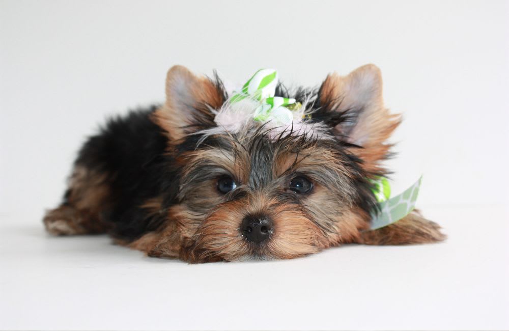Small Dog Breeds: Common Health Problems to Watch For